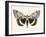 Neutral Moth I-Victoria Barnes-Framed Art Print