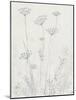 Neutral Queen Anne's Lace II-null-Mounted Art Print