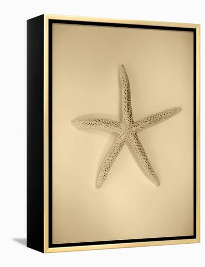 Neutral Shell I-Jairo Rodriguez-Framed Premier Image Canvas