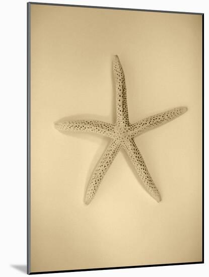 Neutral Shell I-Jairo Rodriguez-Mounted Photographic Print