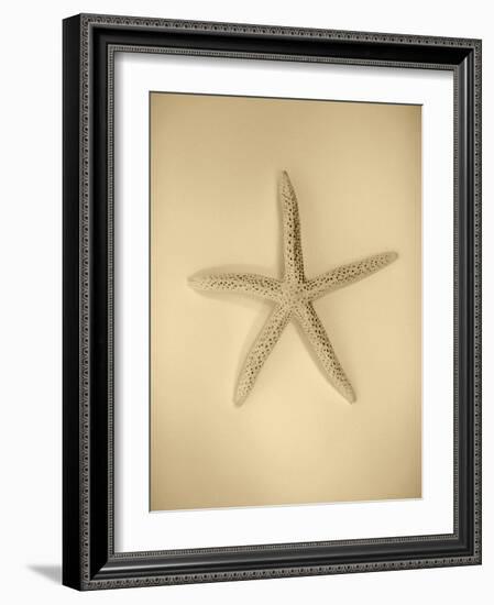 Neutral Shell I-Jairo Rodriguez-Framed Photographic Print