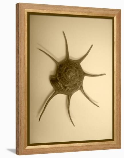 Neutral Shell II-Jairo Rodriguez-Framed Premier Image Canvas