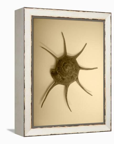 Neutral Shell II-Jairo Rodriguez-Framed Premier Image Canvas