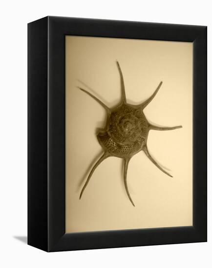 Neutral Shell II-Jairo Rodriguez-Framed Premier Image Canvas