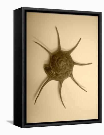 Neutral Shell II-Jairo Rodriguez-Framed Premier Image Canvas