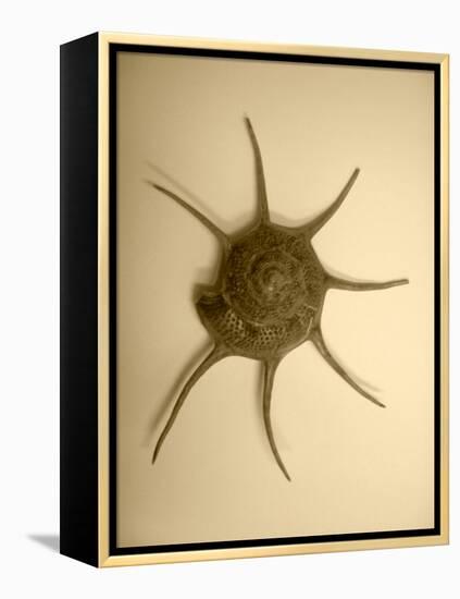 Neutral Shell II-Jairo Rodriguez-Framed Premier Image Canvas