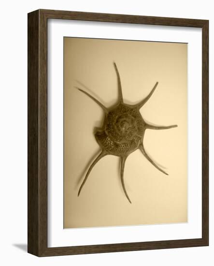 Neutral Shell II-Jairo Rodriguez-Framed Photographic Print