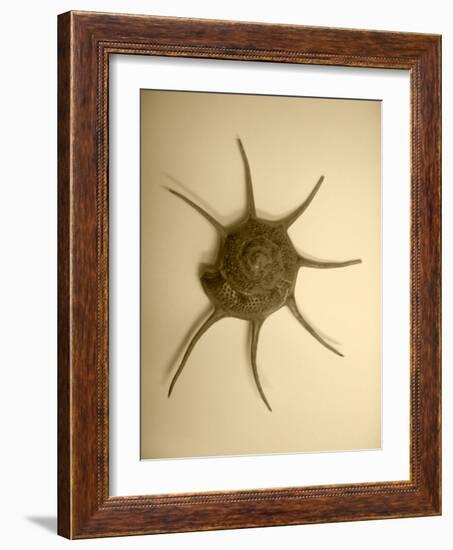 Neutral Shell II-Jairo Rodriguez-Framed Photographic Print