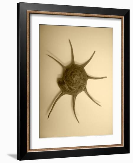 Neutral Shell II-Jairo Rodriguez-Framed Photographic Print