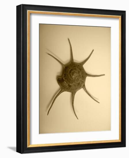 Neutral Shell II-Jairo Rodriguez-Framed Photographic Print