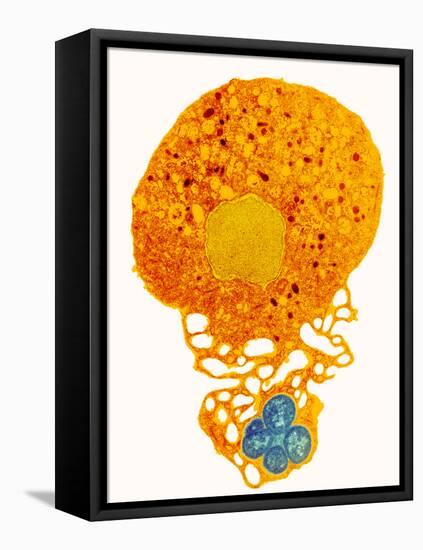 Neutrophil And Trapped Bacteria, TEM-Science Photo Library-Framed Premier Image Canvas