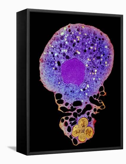 Neutrophil And Trapped Bacteria, TEM-Science Photo Library-Framed Premier Image Canvas