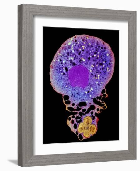 Neutrophil And Trapped Bacteria, TEM-Science Photo Library-Framed Photographic Print