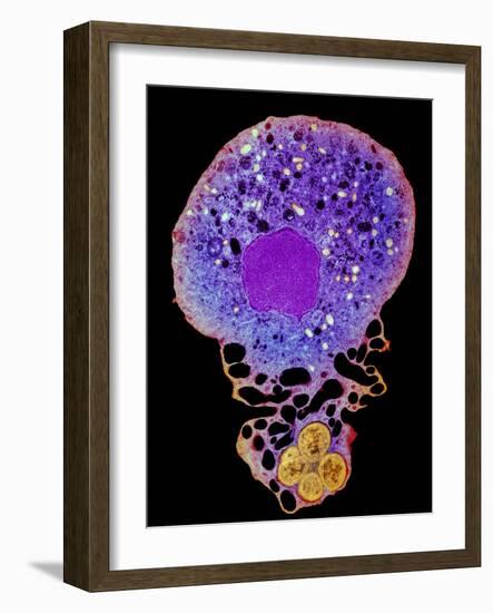 Neutrophil And Trapped Bacteria, TEM-Science Photo Library-Framed Photographic Print