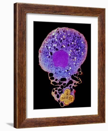 Neutrophil And Trapped Bacteria, TEM-Science Photo Library-Framed Photographic Print