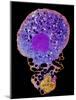 Neutrophil And Trapped Bacteria, TEM-Science Photo Library-Mounted Photographic Print