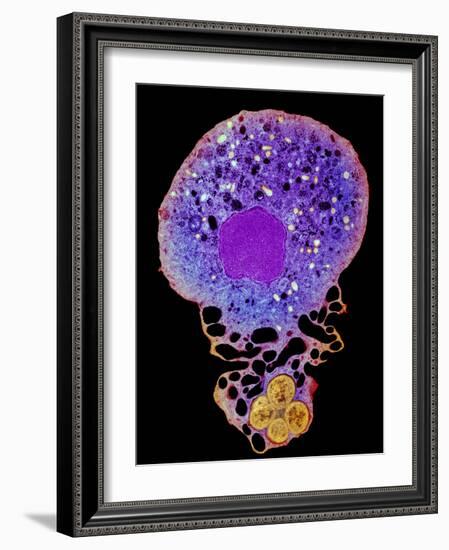 Neutrophil And Trapped Bacteria, TEM-Science Photo Library-Framed Photographic Print