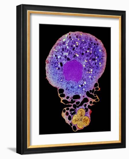 Neutrophil And Trapped Bacteria, TEM-Science Photo Library-Framed Photographic Print