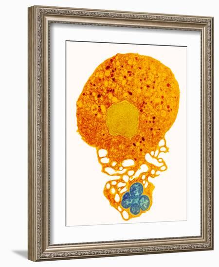 Neutrophil And Trapped Bacteria, TEM-Science Photo Library-Framed Photographic Print