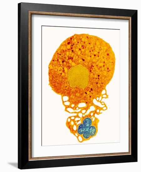 Neutrophil And Trapped Bacteria, TEM-Science Photo Library-Framed Photographic Print