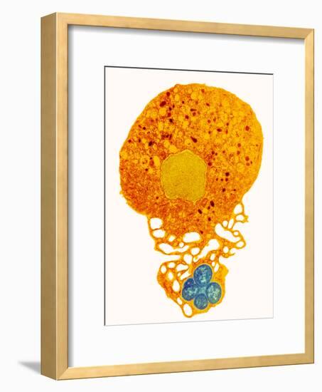 Neutrophil And Trapped Bacteria, TEM-Science Photo Library-Framed Photographic Print