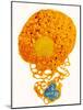 Neutrophil And Trapped Bacteria, TEM-Science Photo Library-Mounted Photographic Print