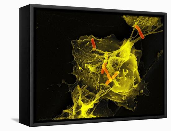 Neutrophil Cell Trapping Bacteria, SEM-Science Photo Library-Framed Premier Image Canvas