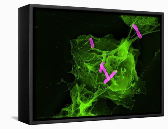 Neutrophil Cell Trapping Bacteria, SEM-Science Photo Library-Framed Premier Image Canvas