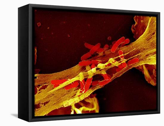 Neutrophil Cell Trapping Bacteria, SEM-Science Photo Library-Framed Premier Image Canvas