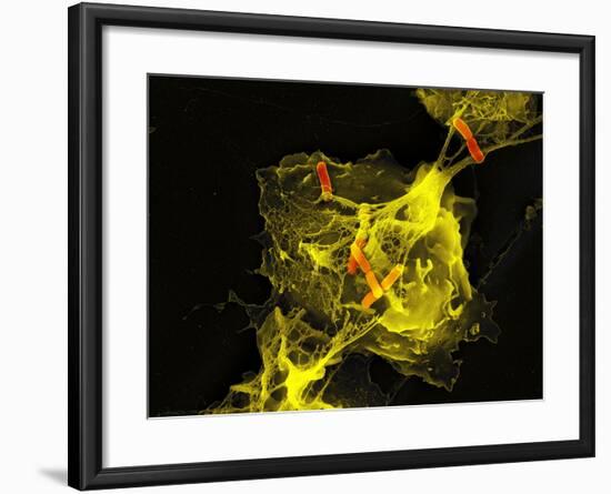 Neutrophil Cell Trapping Bacteria, SEM-Science Photo Library-Framed Photographic Print