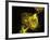 Neutrophil Cell Trapping Bacteria, SEM-Science Photo Library-Framed Photographic Print