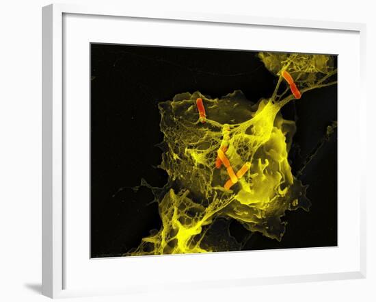 Neutrophil Cell Trapping Bacteria, SEM-Science Photo Library-Framed Photographic Print