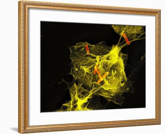 Neutrophil Cell Trapping Bacteria, SEM-Science Photo Library-Framed Photographic Print