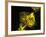 Neutrophil Cell Trapping Bacteria, SEM-Science Photo Library-Framed Photographic Print