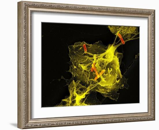 Neutrophil Cell Trapping Bacteria, SEM-Science Photo Library-Framed Photographic Print