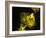 Neutrophil Cell Trapping Bacteria, SEM-Science Photo Library-Framed Photographic Print