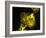 Neutrophil Cell Trapping Bacteria, SEM-Science Photo Library-Framed Photographic Print