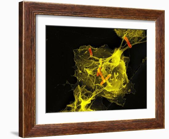 Neutrophil Cell Trapping Bacteria, SEM-Science Photo Library-Framed Photographic Print