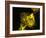 Neutrophil Cell Trapping Bacteria, SEM-Science Photo Library-Framed Photographic Print