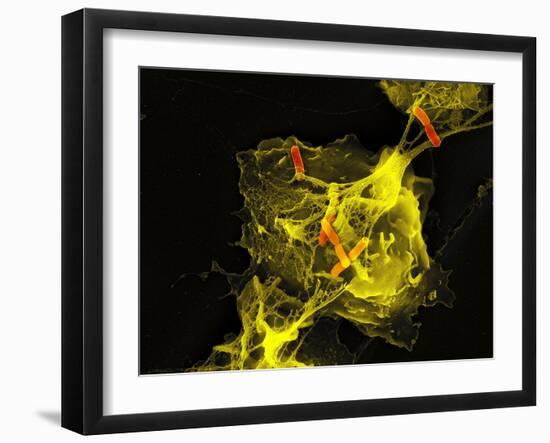 Neutrophil Cell Trapping Bacteria, SEM-Science Photo Library-Framed Photographic Print