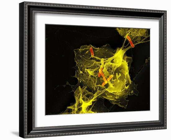 Neutrophil Cell Trapping Bacteria, SEM-Science Photo Library-Framed Photographic Print