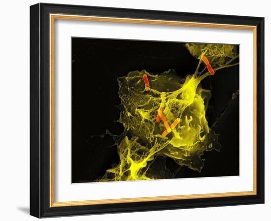 Neutrophil Cell Trapping Bacteria, SEM-Science Photo Library-Framed Photographic Print