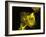 Neutrophil Cell Trapping Bacteria, SEM-Science Photo Library-Framed Photographic Print