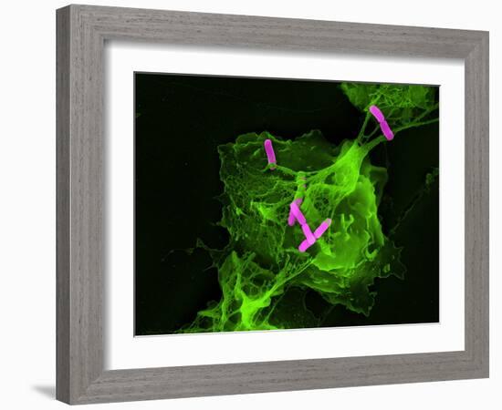 Neutrophil Cell Trapping Bacteria, SEM-Science Photo Library-Framed Photographic Print