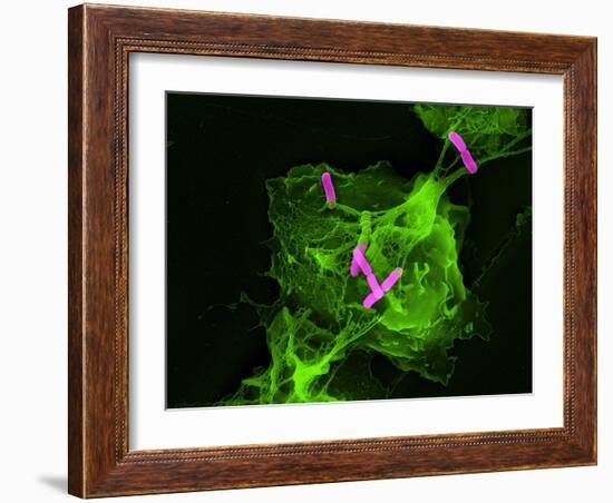 Neutrophil Cell Trapping Bacteria, SEM-Science Photo Library-Framed Photographic Print