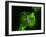 Neutrophil Cell Trapping Bacteria, SEM-Science Photo Library-Framed Photographic Print