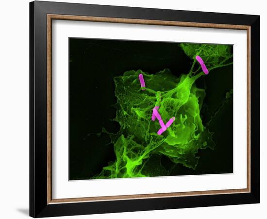 Neutrophil Cell Trapping Bacteria, SEM-Science Photo Library-Framed Photographic Print