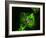 Neutrophil Cell Trapping Bacteria, SEM-Science Photo Library-Framed Photographic Print