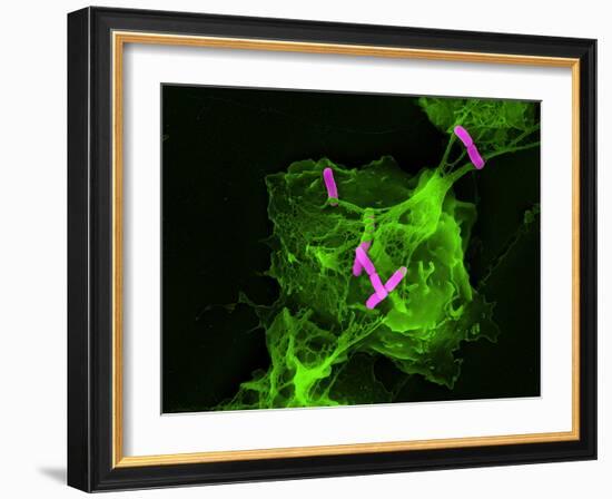 Neutrophil Cell Trapping Bacteria, SEM-Science Photo Library-Framed Photographic Print