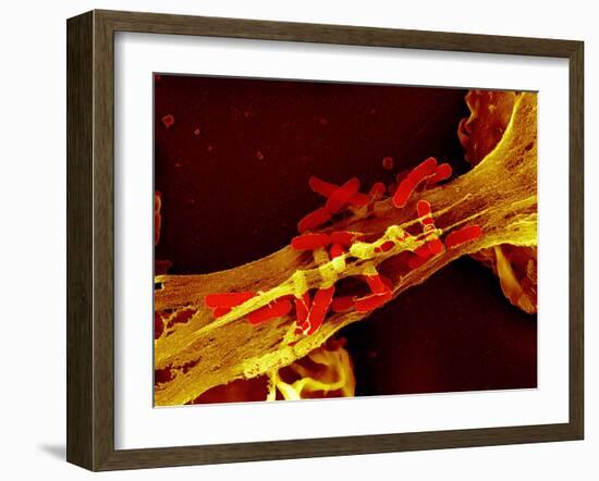 Neutrophil Cell Trapping Bacteria, SEM-Science Photo Library-Framed Photographic Print